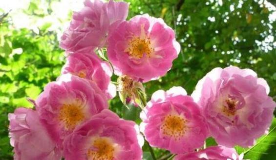 默默的爱（用花语诉说无声的情感）