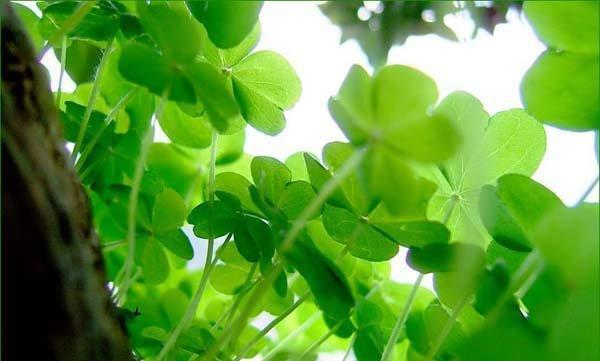 四叶草之爱（四叶草的神奇力量及其在爱情中的象征意义）