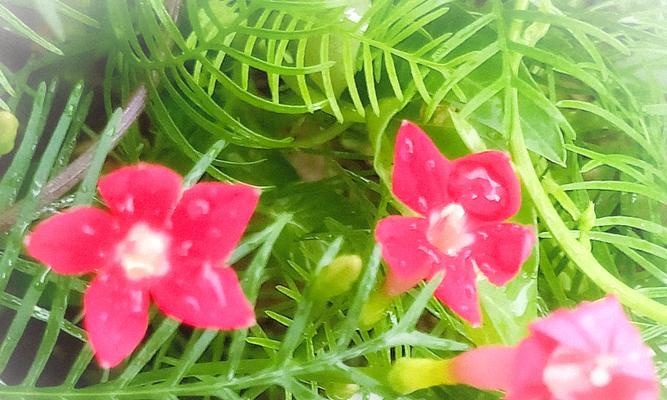 茑萝花语与寓意（茑萝花语解读及适合送给不同人的建议）