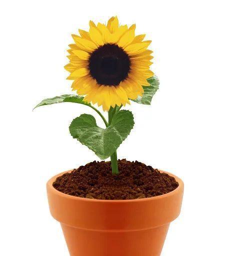 以葵花代表生肖的象征意义（揭示生肖与葵花的神秘联结）