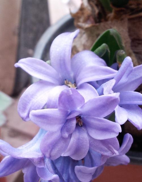 花开花落，花语传情（茉莉花栀子花和风信子花的花语解读）