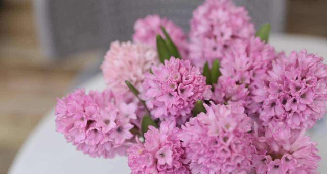 粉红色风信子的花语（探寻花海中的柔美与温暖）