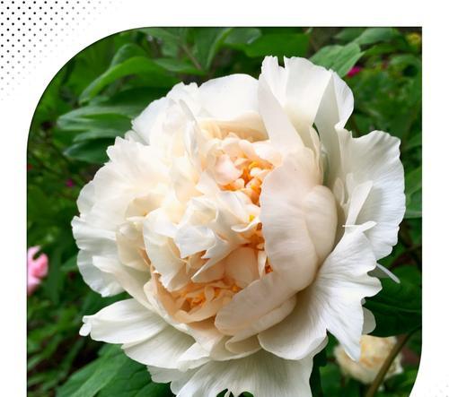 以岩牡丹（神秘花语与动人传说）