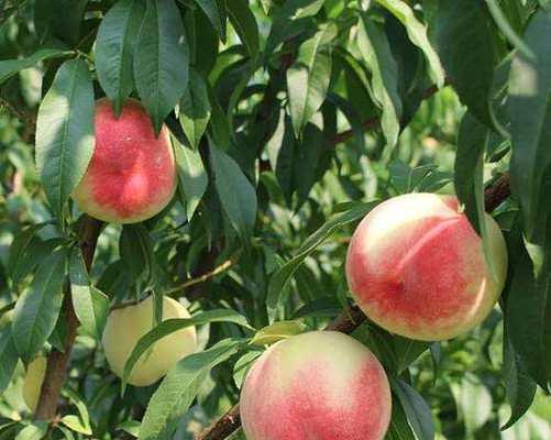 水蜜桃的象征意义——甜蜜与美好（水蜜桃的象征意义及其文化寓意）