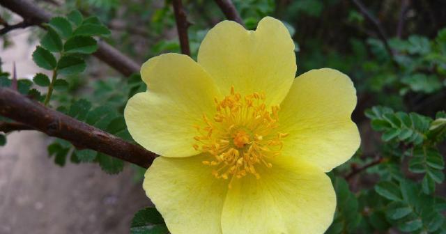 耐盐碱植物（探索自然奇迹）