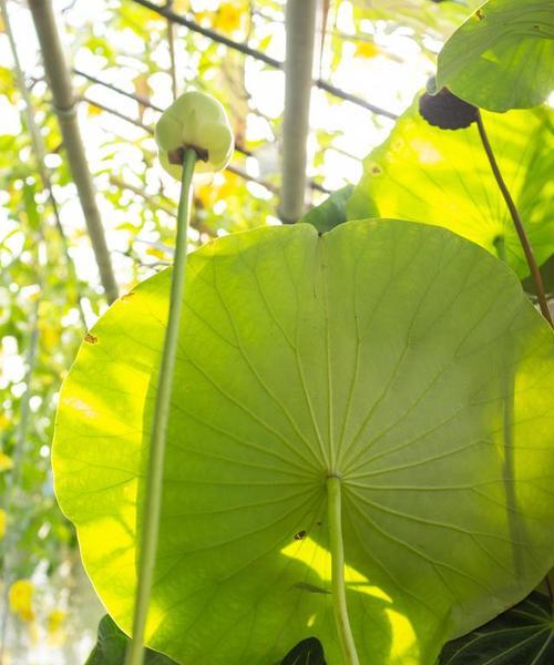 荷叶的象征意义（揭开荷叶的象征面纱）