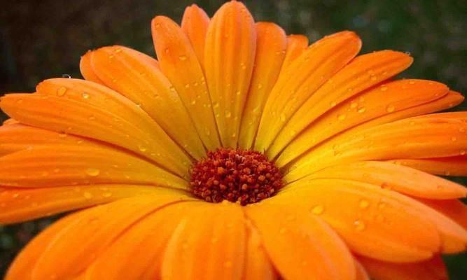 非洲菊花语的神秘之旅（揭开非洲菊花语的深层含义与文化传承）