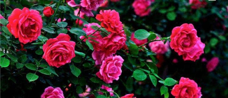 月季花的花语与意义（探寻月季花语的世界）