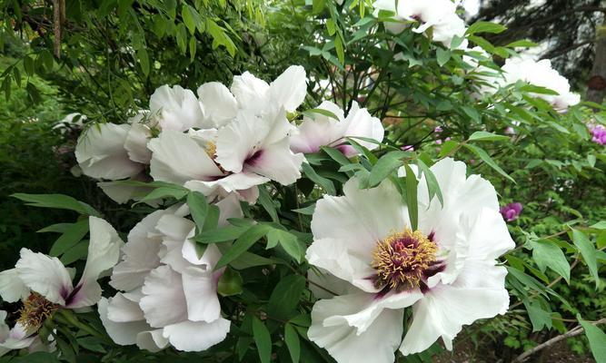 牡丹花语传说——花开富贵，芬芳恒久（传世之美）