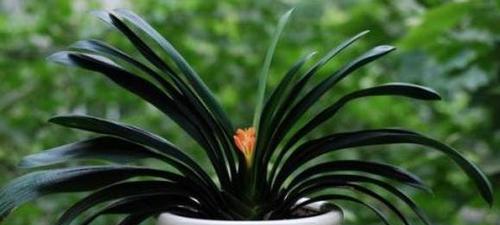 君子兰（高雅端庄）