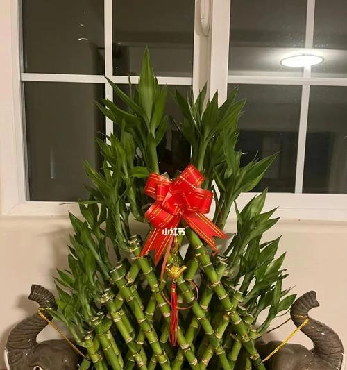 富贵竹的意义与象征（揭示富贵竹的繁荣与幸福寓意）