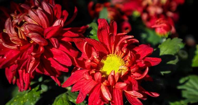 红色菊花花语的深意（探索红色菊花所传递的情感和象征）