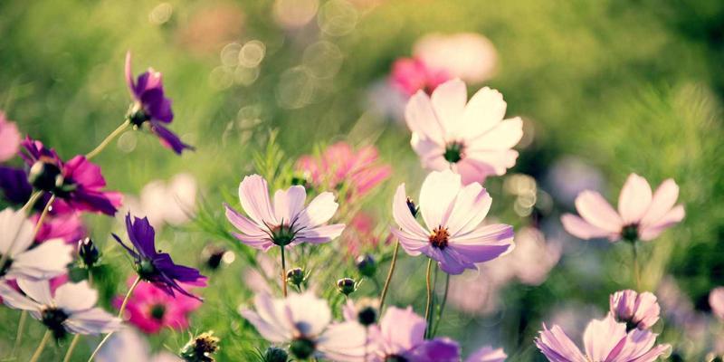 单纯美好的花语——百合之恋（揭开百合花背后的单纯与美好）