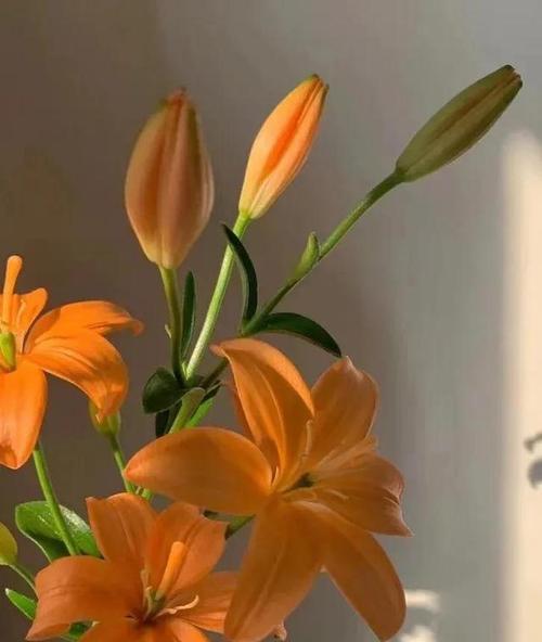 木本百合的寓意与传承（探索木本百合的美学与文化底蕴）