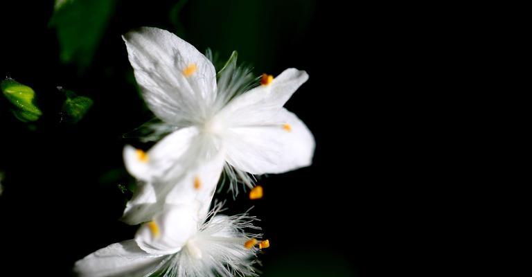 白花紫露草的花语与意义（探索白花紫露草的花语）