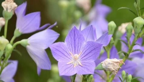 救赎之花（以玫瑰花为象征的救赎之旅）