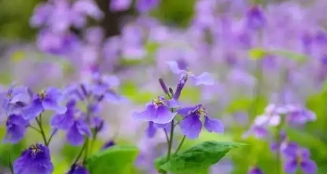 二月兰的花语及其象征意义（探寻二月兰的花语和其传递的深刻含义）