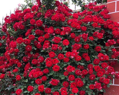 花开花谢，蓦然重生（代表毁灭与重生的花）