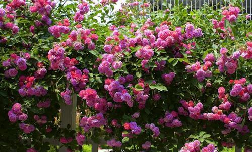 园林植物品种丰富的重要意义（多样性带来的美丽与生态价值）