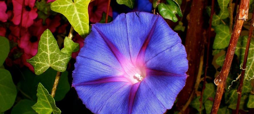 喇叭花（喇叭花的象征意义与文化内涵）