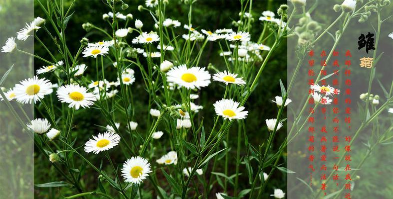 雏菊花语与寓意（雏菊花语的传达方式与适宜对象解析）