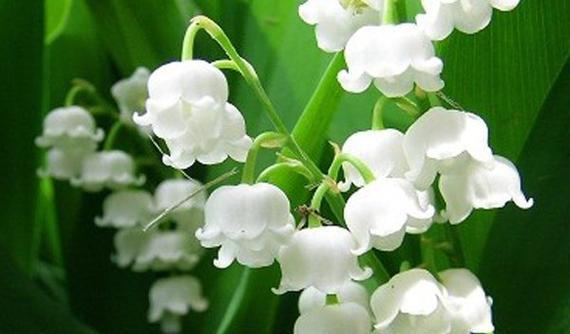 《期待爱情的花语——以百合花为例》（百合花语揭示的爱情期待与向往）