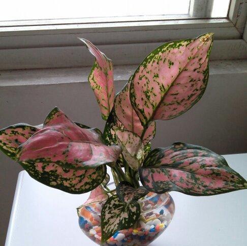 彩叶万年青花语（探索彩叶万年青的美妙含义）