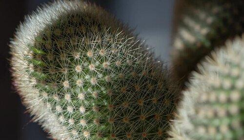 仙人掌（仙人掌的象征意义及其在人生中的启示）