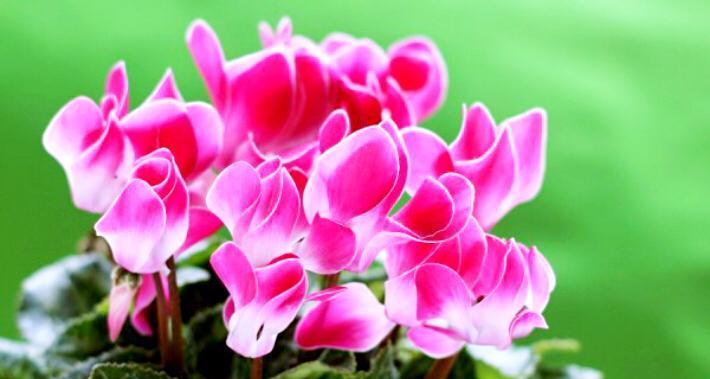 加油努力，以向日葵花的花语为主题（向日葵花语与努力奋斗之间的深刻启示）