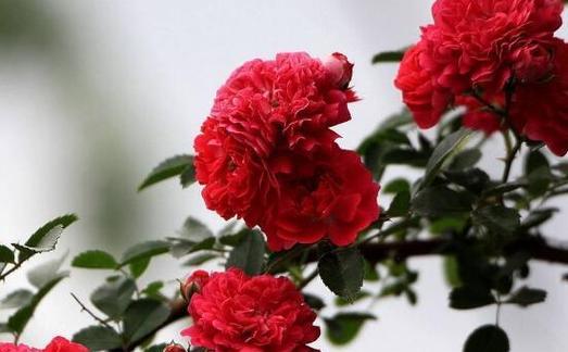 怀念的花（花香追忆）