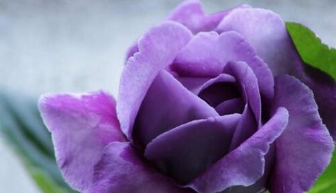 和谐之花——以莲花的花语为主题（探寻莲花的花语与和谐之道）