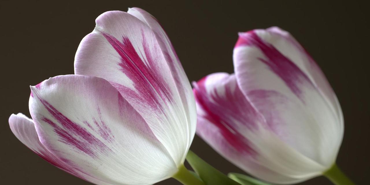 郁金香小黑人（揭秘郁金香小黑人的神秘花语）