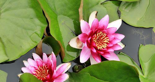 睡莲四字花语的美丽与哲理（唤醒心灵的沉静与生机）