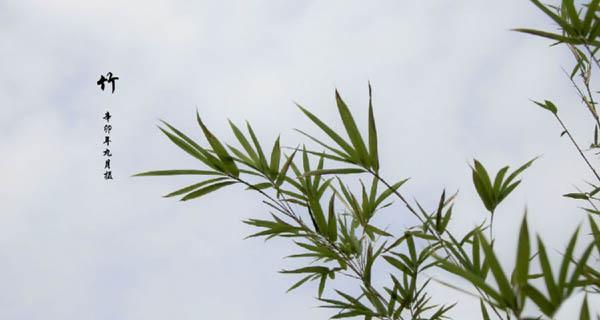 翠竹（探索翠竹在文化中的深远意义）