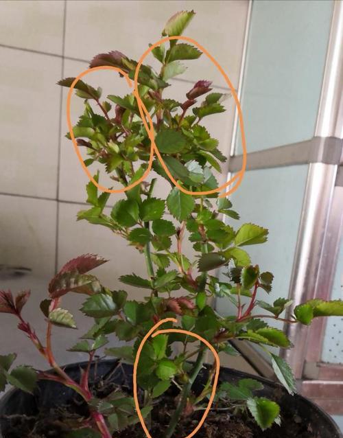 探讨月季春化的过程与意义（了解春化及其对月季生长的影响）