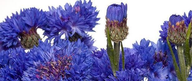 蓝色矢车菊的花语与寓意（探索蓝色矢车菊的象征意义和情感表达）