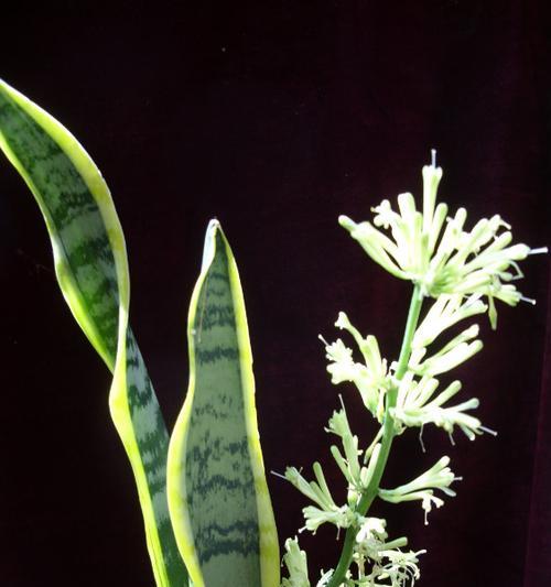 虎皮兰开花的风水寓意（探索虎皮兰开花的吉祥象征及风水禁忌）