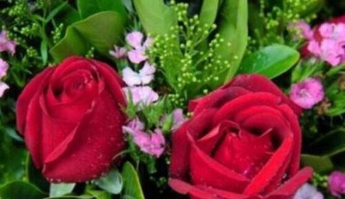 玫瑰花的花语传递的情感与寓意（探索玫瑰花的神秘语言）