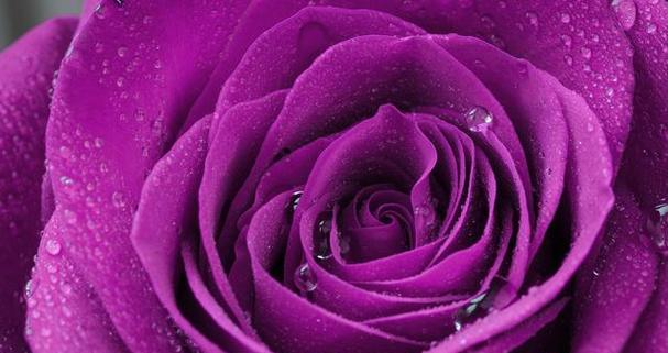 紫色玫瑰（揭开紫色玫瑰的背后意义与传说）