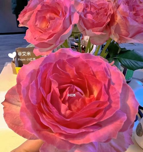 糖果雪山玫瑰（探索糖果雪山玫瑰的浪漫与神奇之旅）