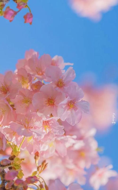 用玫瑰花诠释永不放弃的力量（玫瑰花语之永不放弃的力量传递给我们的启示）