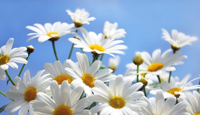 小雏菊的花语和寓意（探寻小雏菊花语的丰富内涵）