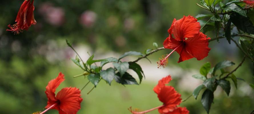 朱槿花花语的深意与寓意（探寻朱槿花的神秘之处）