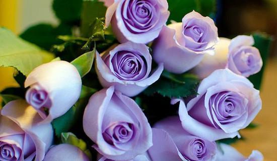 玫瑰花的花语与寓意——爱与美的象征（用花语解读玫瑰花的含义）