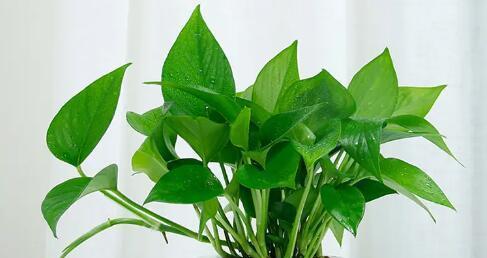 绿萝花语（绿萝）