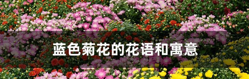 菊花的花语故事（菊花的花语意味着什么）