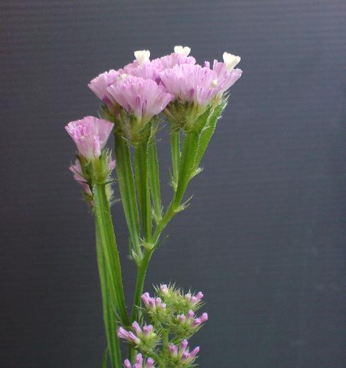 勿忘我花语，传递深情厚意（勿忘我花语的含义与象征意义）