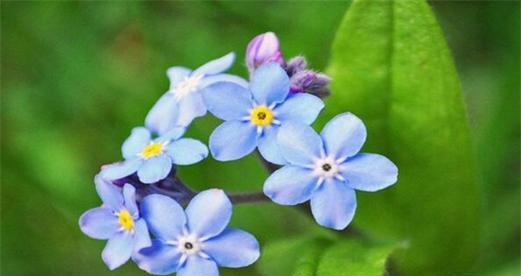 勿忘我花语，传递深情厚意（勿忘我花语的含义与象征意义）