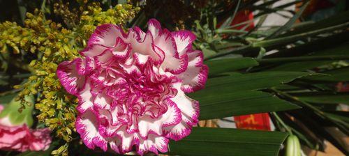 康乃馨花语之浪漫粉色（揭秘康乃馨花语的深层含义）