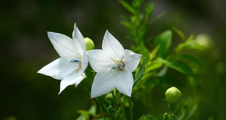 西瓜的花语和寓意（深度探索西瓜的象征意义及隐藏信息）
